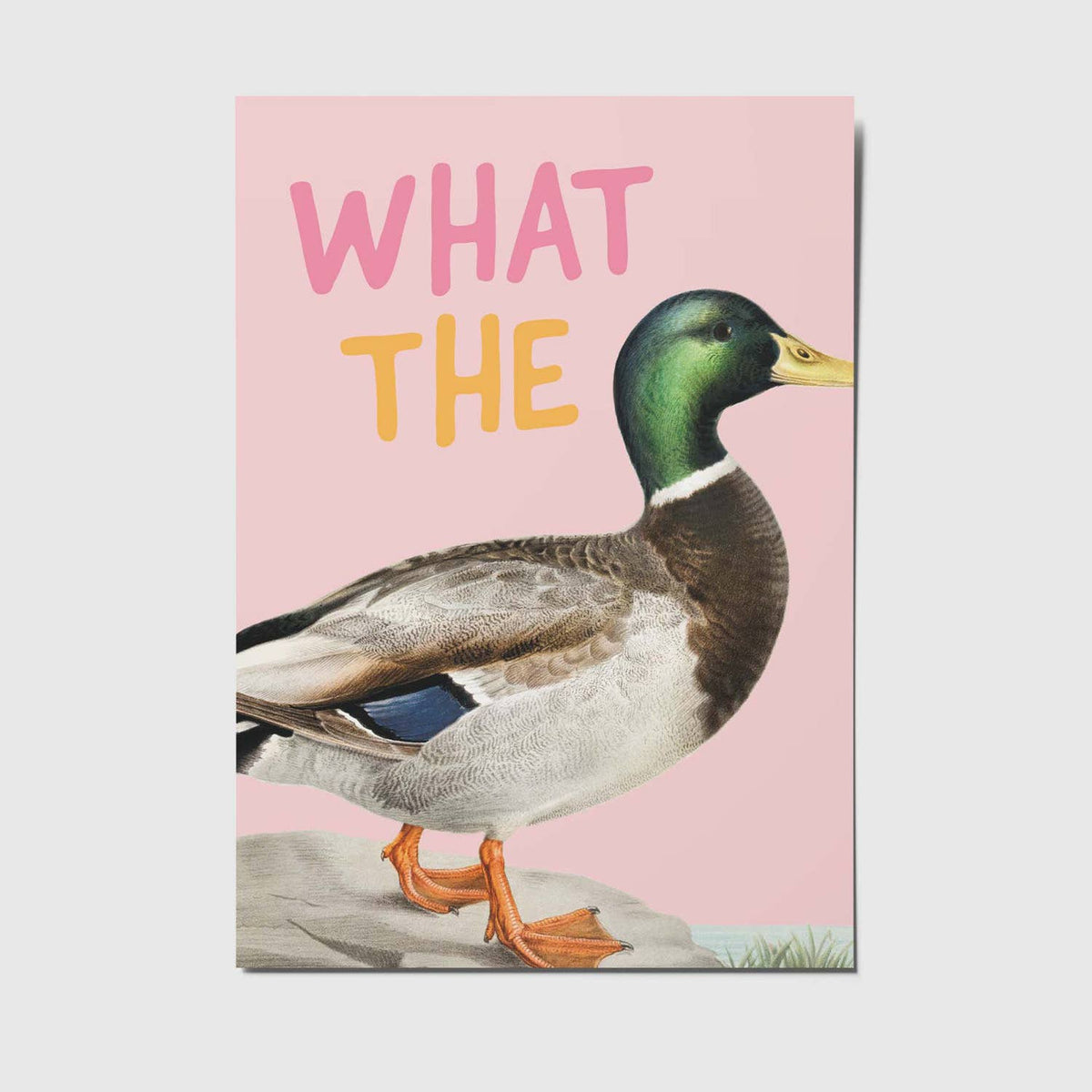 What the duck - A6 Postkort